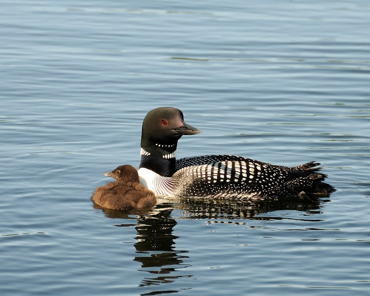 loon in ocean with baby.