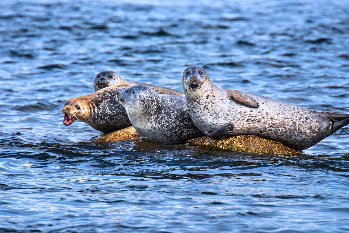 seals on rock.